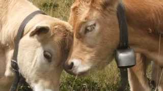 Cows with Bells  pictures and sounds [upl. by Ehrenberg568]