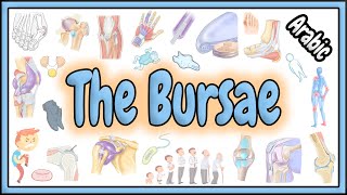 62 The Bursae  Structure  Classifications  Functions  تركيب  تصنيف  وظائف الجراب [upl. by Dloreg414]