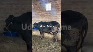 Udder Edema Udder edema treatment Udder edema in cow Udder edema in cows treatment Udder edema [upl. by Etnoval]