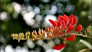 Erabadu Tree Erythrina variegata [upl. by Inoek]