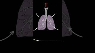 AUSCULTACIÓN PULMONAR Estridor ruidos pulmonares normales y anormales medicina shorts [upl. by Enelegna]