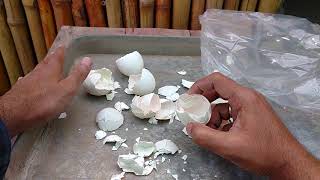 Egg Shell Fertilizer Source of Calcium [upl. by Nagap]