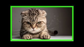 Comment créer un répulsif naturel et non dangereux pour les chats [upl. by Siuqcram]