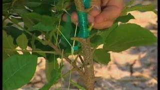 Patch Budding Pecans [upl. by Downs]