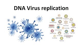 Replication of DNA viruses  How DNA viruses replicate  virology  USMLE [upl. by Ahsekyw]