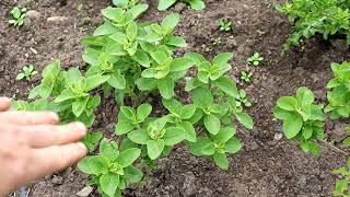 STEVIA Everything you need to know about how to harvest dry and store it [upl. by Schiffman444]