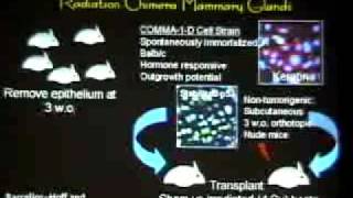 How do Tissues Turn Into Tumors Role of Microenvironment in Breast Cancer [upl. by Notniw]