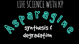 ASPARAGINE Synthesis amp DegradationVlog 18 [upl. by Claretta339]