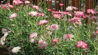 How to plant up Argyranthemum Daisy Crazy plants from Mr Fothergills [upl. by Weatherley]