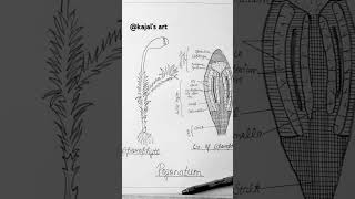 Sporophyte of Pogonatum diagrameasydrawing viral reels trending art shorts [upl. by Greeley704]