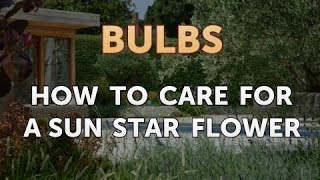 How to Care for a Sun Star Flower [upl. by Shafer]