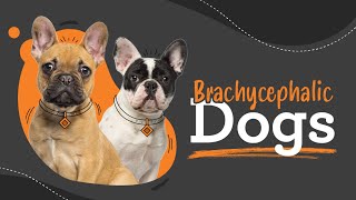 BOAS brachycephalic obstructive airway syndrome [upl. by Muncey591]