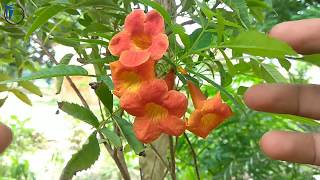 Beautiful Tecoma Bush  Trumpet bush  care  In Hindi  Urdu [upl. by Eyeleen55]