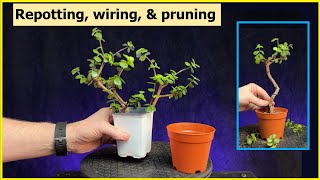 Repotting Wiring Pruning 2 cuttings portulacaria afra Bonsai bonsai repotting pruning [upl. by Lower]