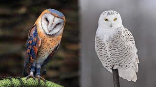 10 Most Beautiful Owls on Planet Earth [upl. by Herriott749]