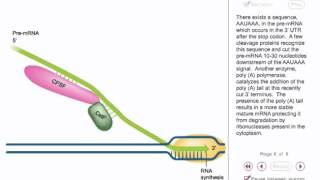 Eukaryotic transcription Animation [upl. by Evita]