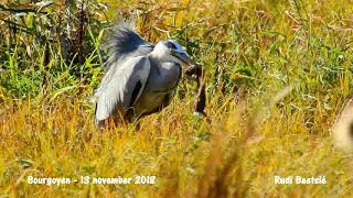 Blauwe reiger met Wezel 13 11 2018 [upl. by Obocaj]