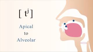 tʲ  unvoiced unaspirated palatalized apical alveolar stop [upl. by Lindi]