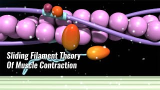 Muscle Contraction [upl. by Kieffer]