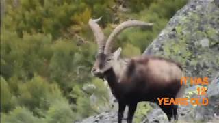 ✅ Gredos Ibex Hunt 🏆 Looking for a Spanish Gredos Hunt [upl. by Knobloch239]