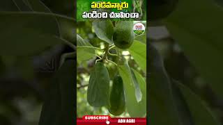 అవకాడో పండవన్నారు కాని పండించి చూపించా  I Did get Avocado Crop Successfully  ABN Agri shorts [upl. by Aneleve948]