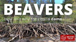 Beavers How and why they build dams [upl. by Treboh564]