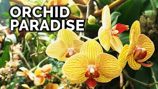 Secret Orchid Care Tips from a Master Orchid Grower [upl. by Joachima]