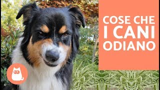 10 cose che i cani odiano delle persone – CURIOSITÀ sui cani [upl. by Nonnahsed331]