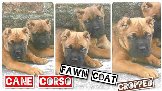 The Awesome Cane Corso In Fawn Coat Italian Mastiffs Cropped Functional Working Dogs Origin Italy [upl. by Saberhagen]