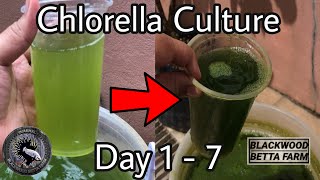 7days of Chlorella Culture bettacupangchlorellagreenwater [upl. by Steffane]