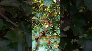 Kiwi Production In India  Contact for Kiwi plants 7018342467 plant fruittree [upl. by Yehtomit428]