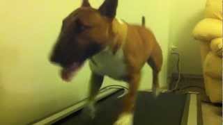 Miniature Bull Terrier JET on the treadmill 9 months old [upl. by Allveta]