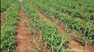 Multi Crops Farming  Companion Planting With Sugarcane Raw Planting Of Sugarcane And Tomatoes 🍅 [upl. by Grimbal]