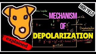 Mechanism of Depolarization Hyperpolarization [upl. by Callas526]