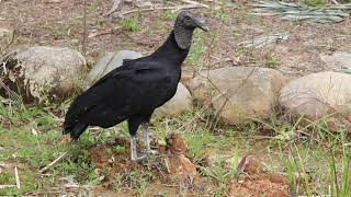 Gallinazo Negro Coragyps atratus Black Vulture [upl. by Rosenstein]