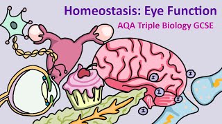 GCSE Science Biology AQA  Homeostasis Eye Function [upl. by Hajar897]