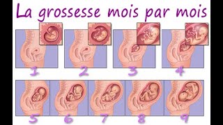 ÉVOLUTION GROSSESSE  bébé mois par mois en vidéo [upl. by Burlie]