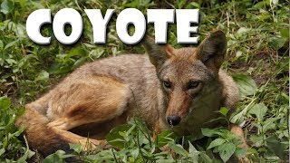 Animal Fact Friday at Wildlife Prairie Park Coyote [upl. by Tdnerb847]