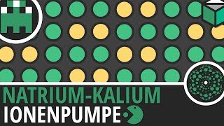 Natrium Kalium Ionenpumpe einfach erklärt│Biologie Lernvideo│Learning Level Up [upl. by Anniram]