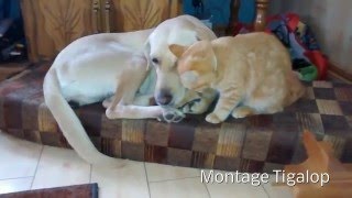 Chaton prend ma chienne pour sa mère Amour Chat Chien [upl. by Mungam]