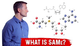 What is SAMe SAdenosylMethionine Explained By Dr Berg [upl. by Stier]