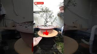 Before Vs After defoliate my bonsai  bonsailife nature diypond song music lovesong [upl. by Hightower]