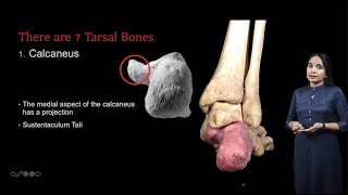 Osteology of articulated foot Tarsal Bones Metatarsals Phalanges [upl. by Goddord]