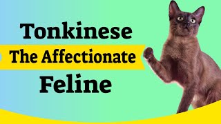 🐾 Tonkinese Cat The Affectionate Feline Companions [upl. by Sparks]