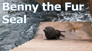 Benny the Longnosed Fur Seal at Sydney Opera House [upl. by Bergstein]