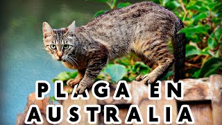 Gatos ferales en Australia  Plaga de especie exótica [upl. by Ayimat]