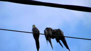 Wild Cockatiels in the Suburbs [upl. by Gasper]