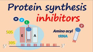 Protein synthesis inhibitors [upl. by Lorrac]