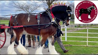 TWO WHEELED CARTS National Shire Horse Show in ENGLAND Episode 7 Apollo The Shire [upl. by Geer]