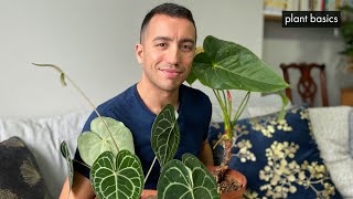 Anthurium Care Repotting amp Propagation Guide [upl. by Schrick]